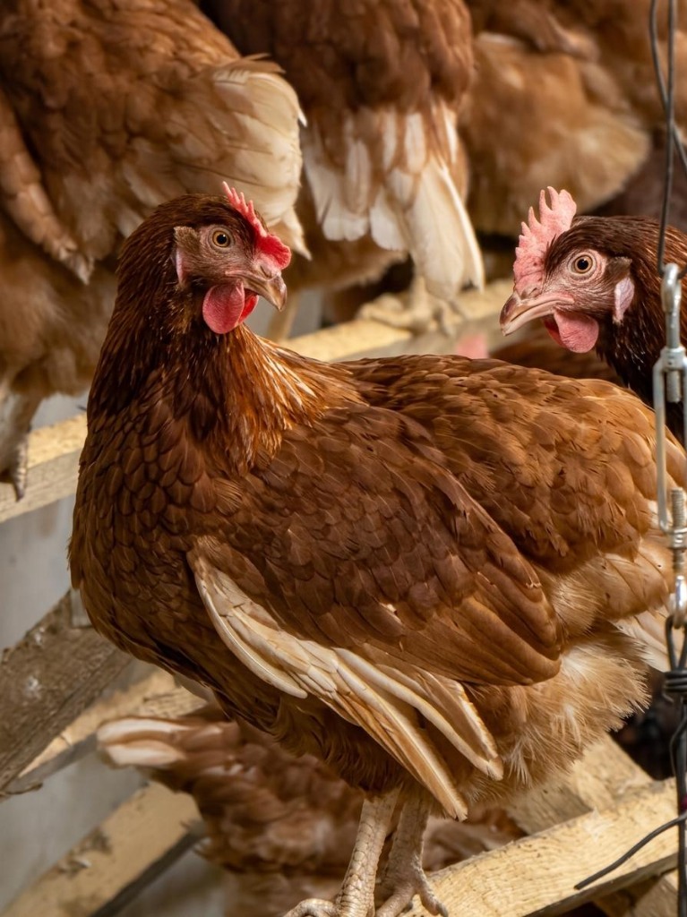 GALLUS Gezen Tavuk Çiftliği Gerçek Kümes Fotoğrafı